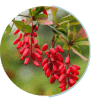 Berberine HCL ingredient